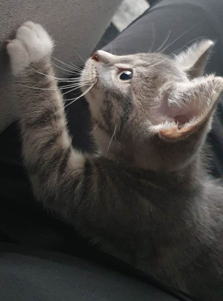 BENGAL MIX GREY & BLUE PAIR OF BREEDING KITTENS ON SALE