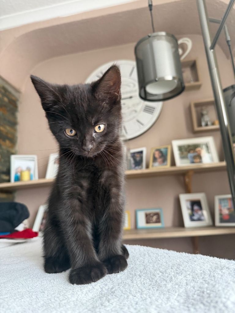 Kitten 
