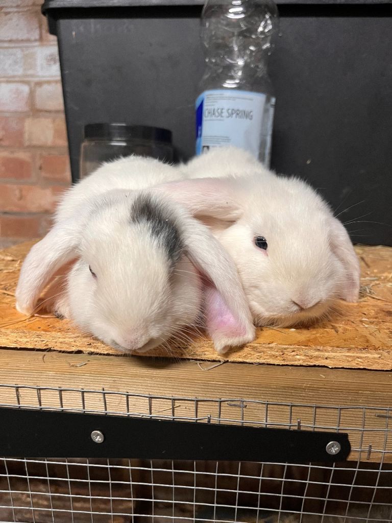 Mini Lop