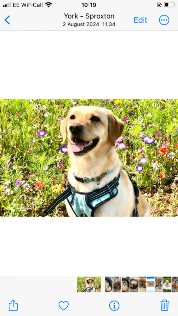 Outstanding KC registered yellow and black working Labrador puppies for sale