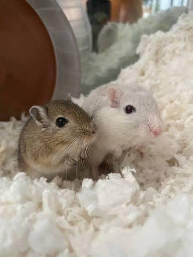 Gerbils for sale 