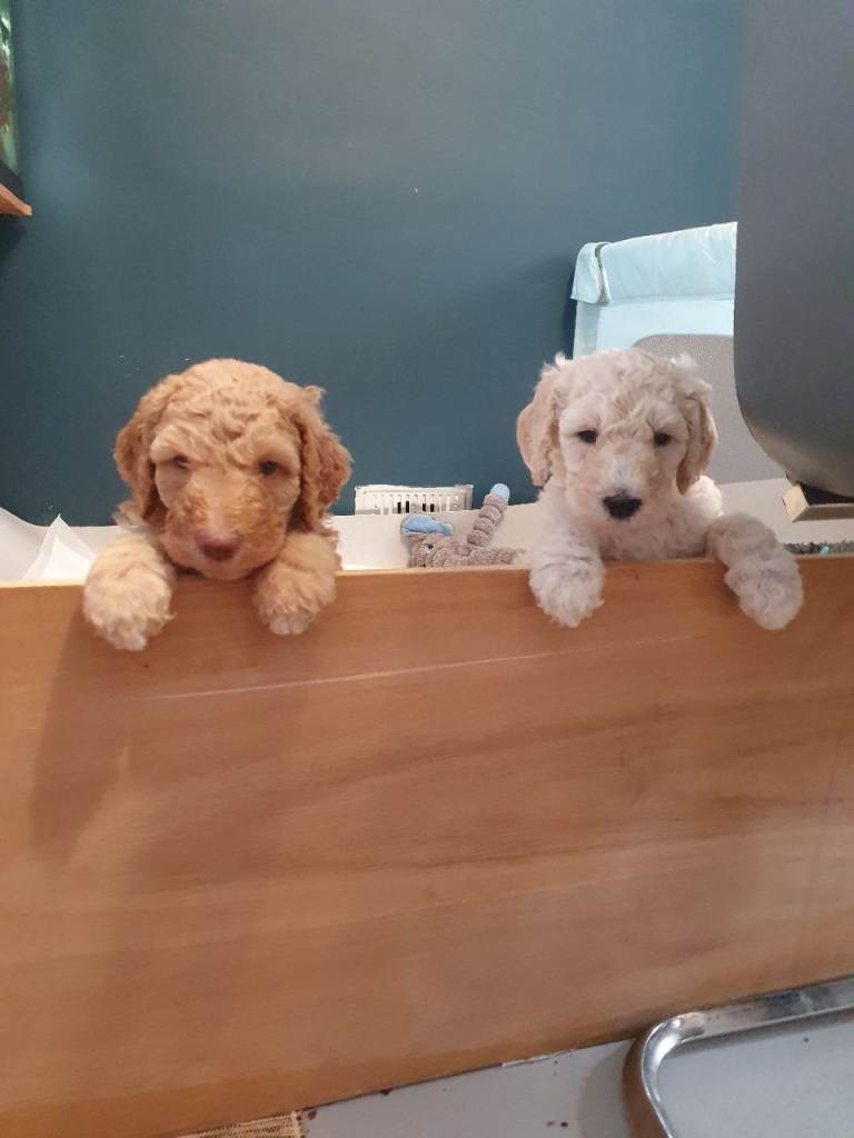 Standard poodle puppys kc registered 