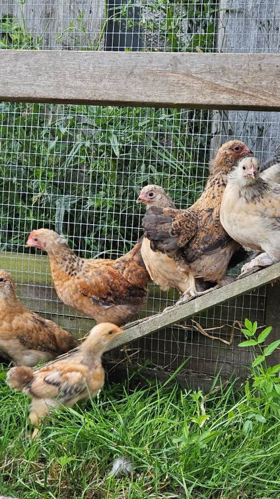Pekin Bantam Chicks For Sale - 6 weeks old