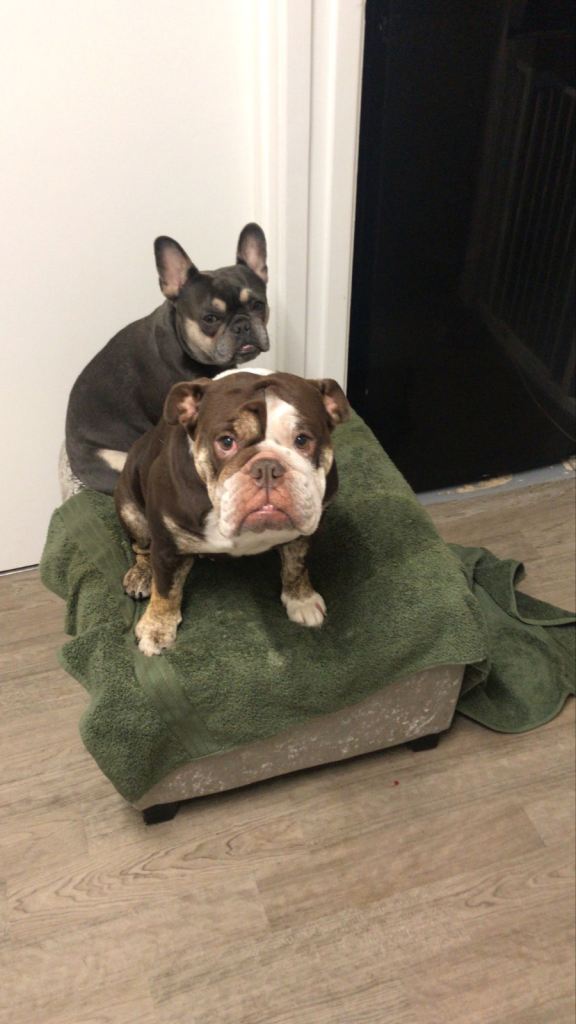 Two dog best friends please read whole ad