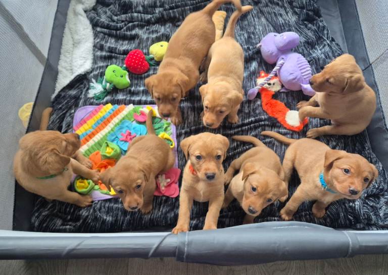 Labrador Puppies - Fox Red