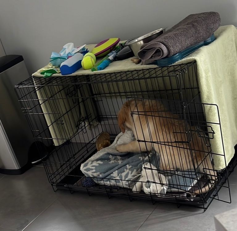 Large dog crate with tray