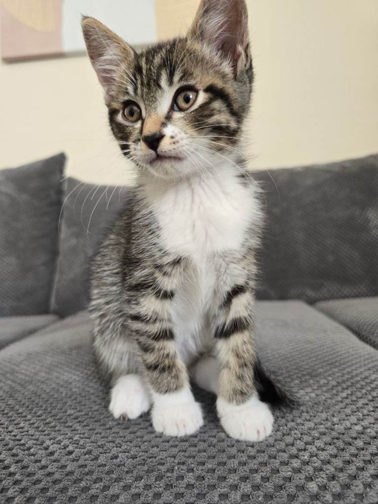 2 month old  kitten