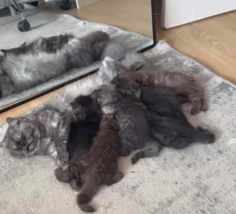 Stunning Persian X Ragdoll Kittens Ready for Homes