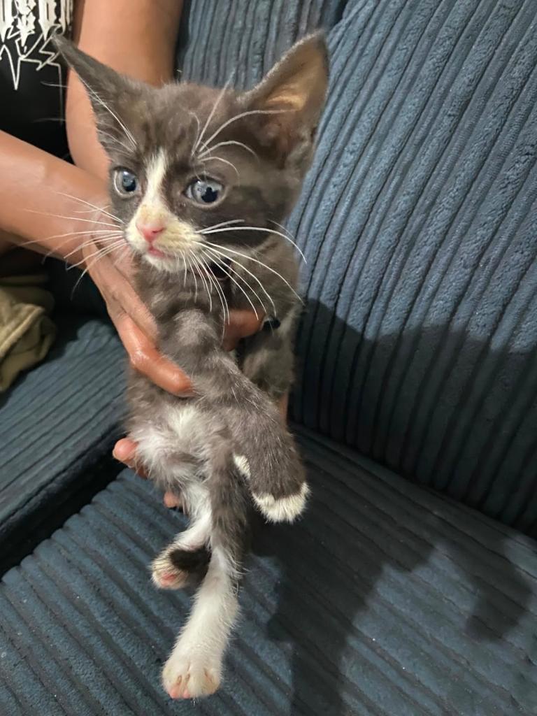 mixed-breed kitten £40 each 