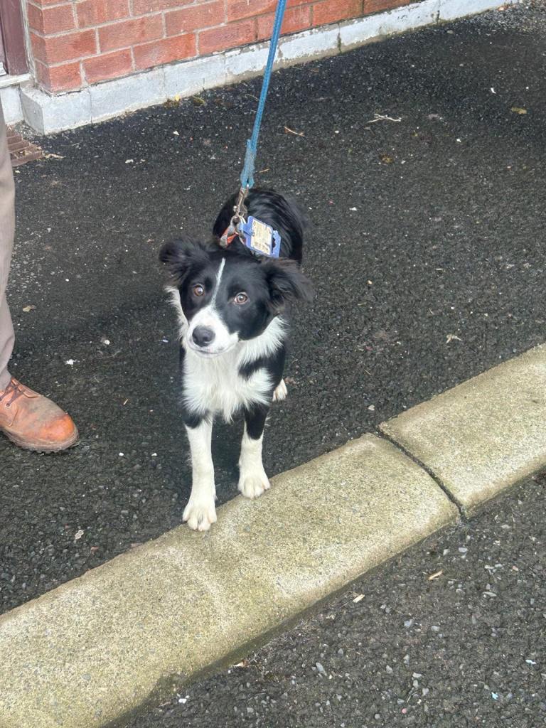 3 Beautiful Collie Pups 