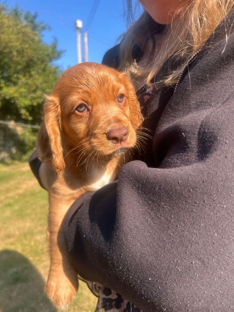 Cocker Spaniel Puppy