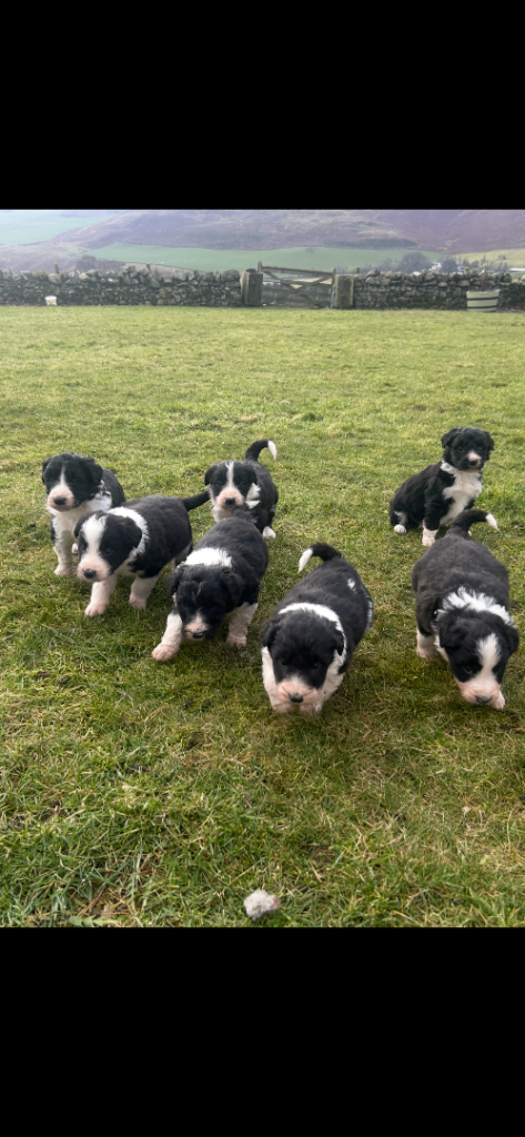 Border Collie cross Poodle Pup