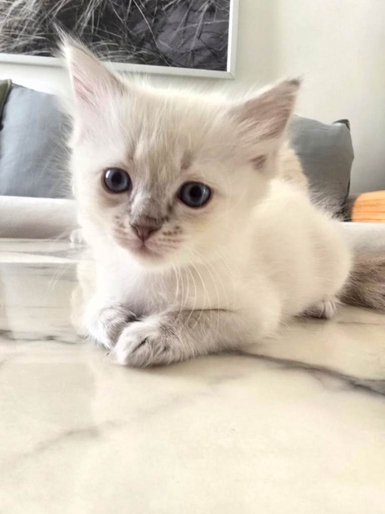 🤍 Pure Ragdoll Kittens Blue Point & Lynx Ready Now