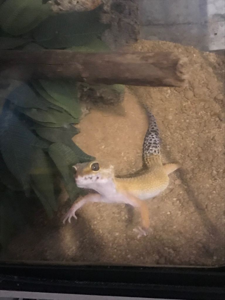 Geko 