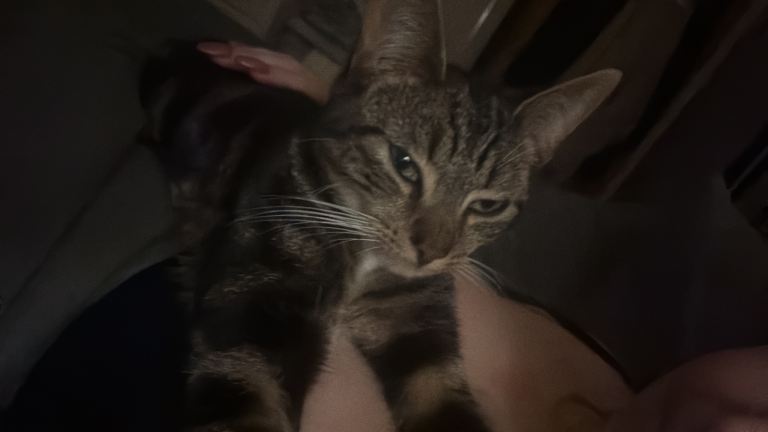 Adorable tabby kitten 