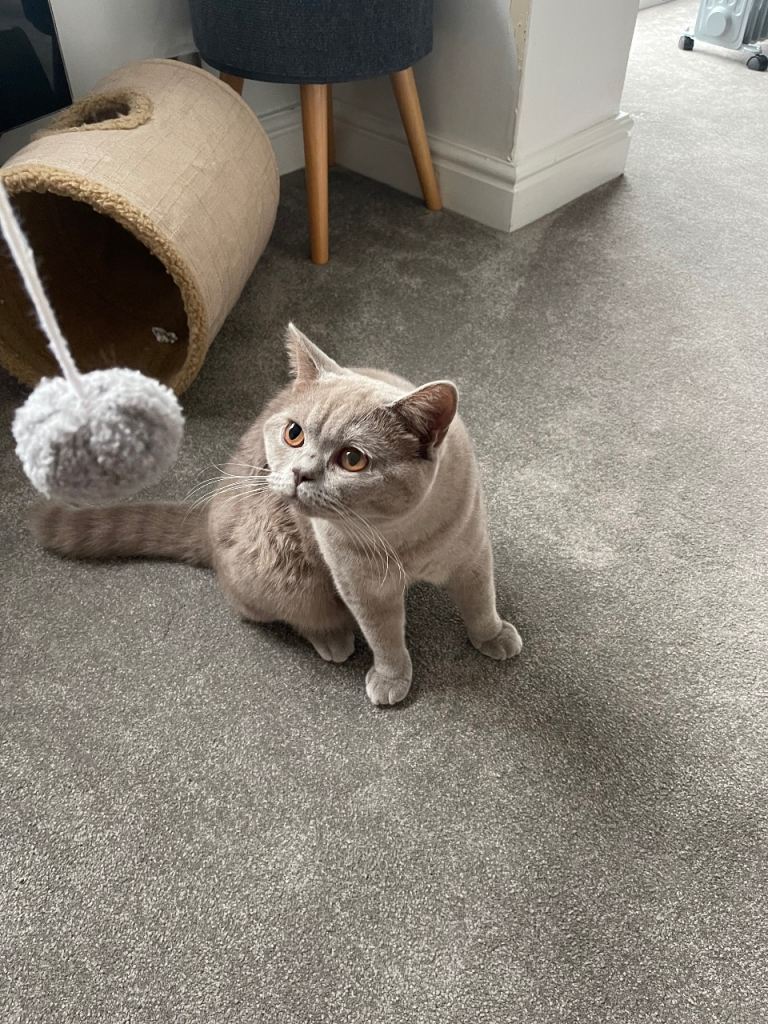 Fawn Male British shorthair Cat 
