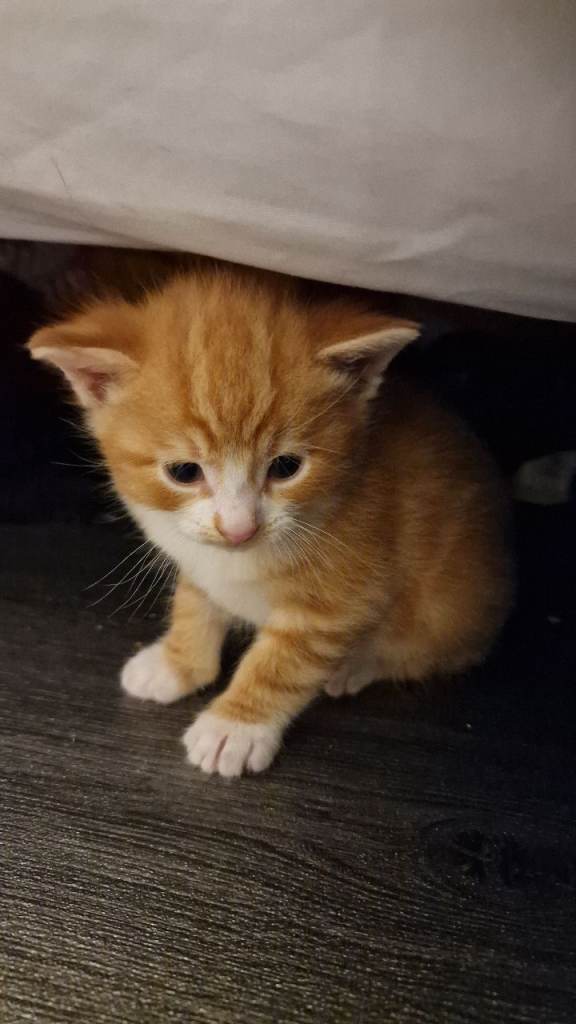 🐱 3 Beautiful Kittens – Ready 12th July