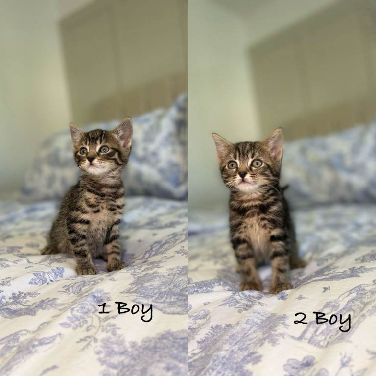 4 kittens forsale 