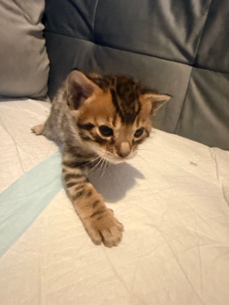 Bengal kitten (blue boy left ) 
