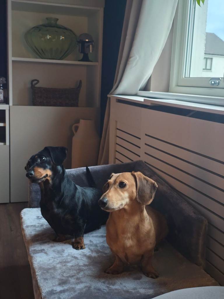 Adult male and female Dachsund 