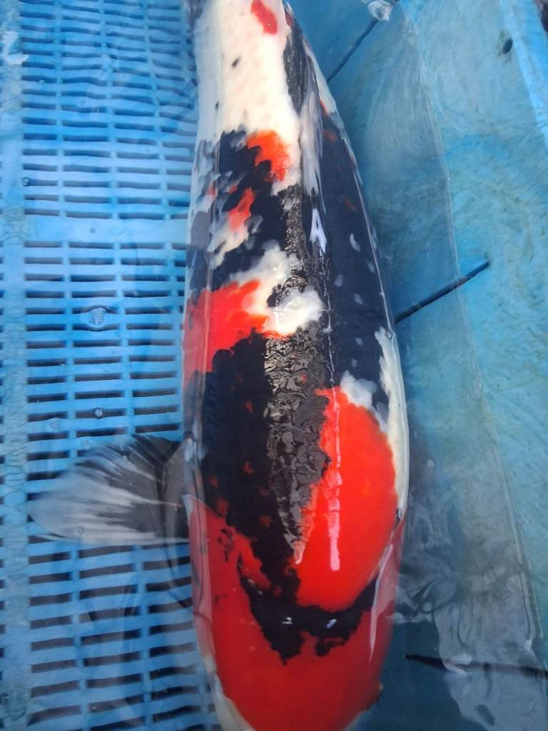 Very large koi carp sizes from 21 inches to 36 inches 