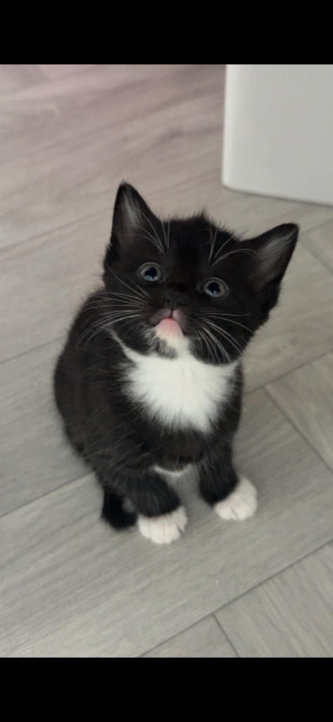 Litter 6 kittens 