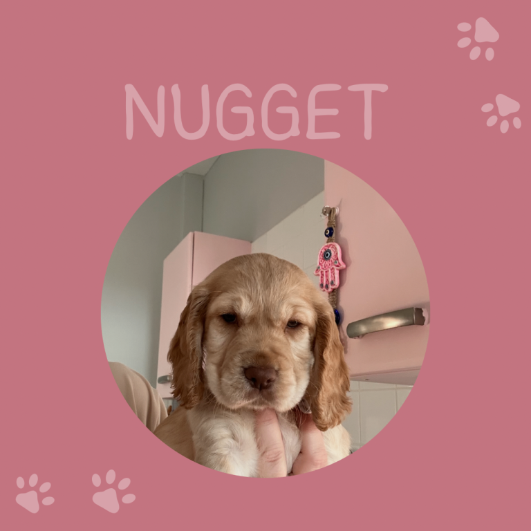 Cocker Spaniel pups, mam and dad KC reg