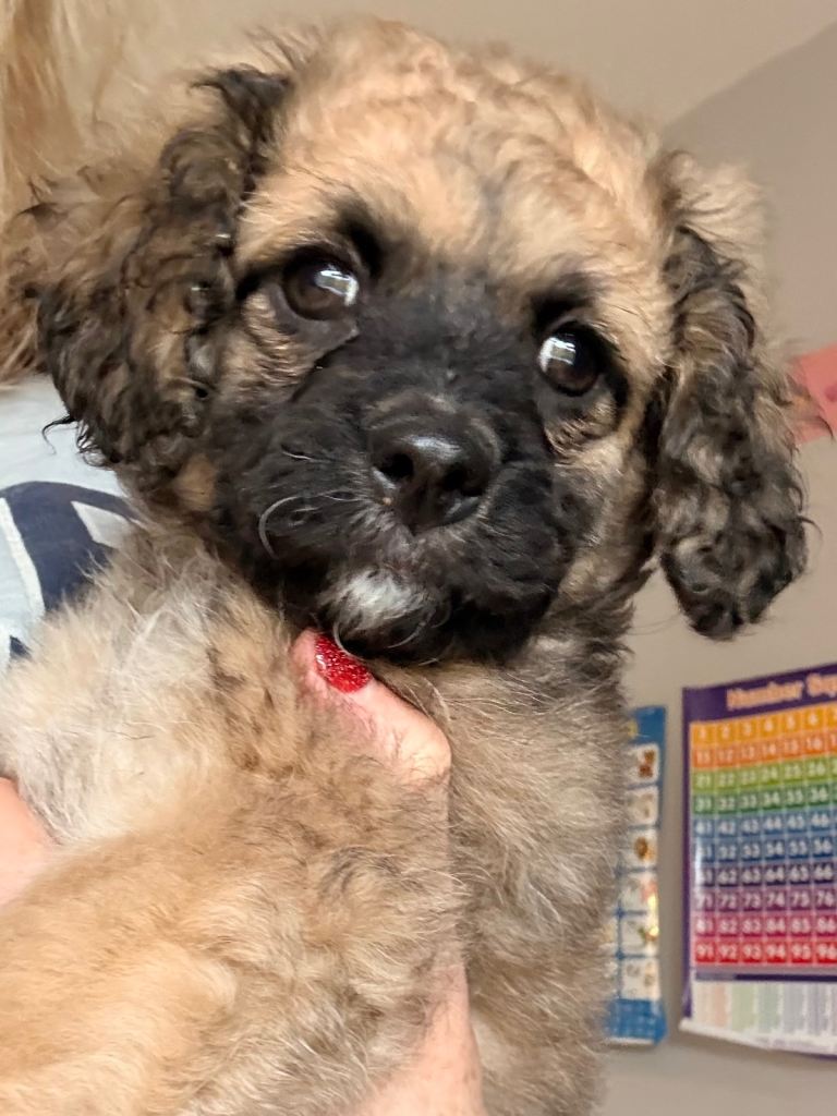 image for Female Puppy - Poodle cross