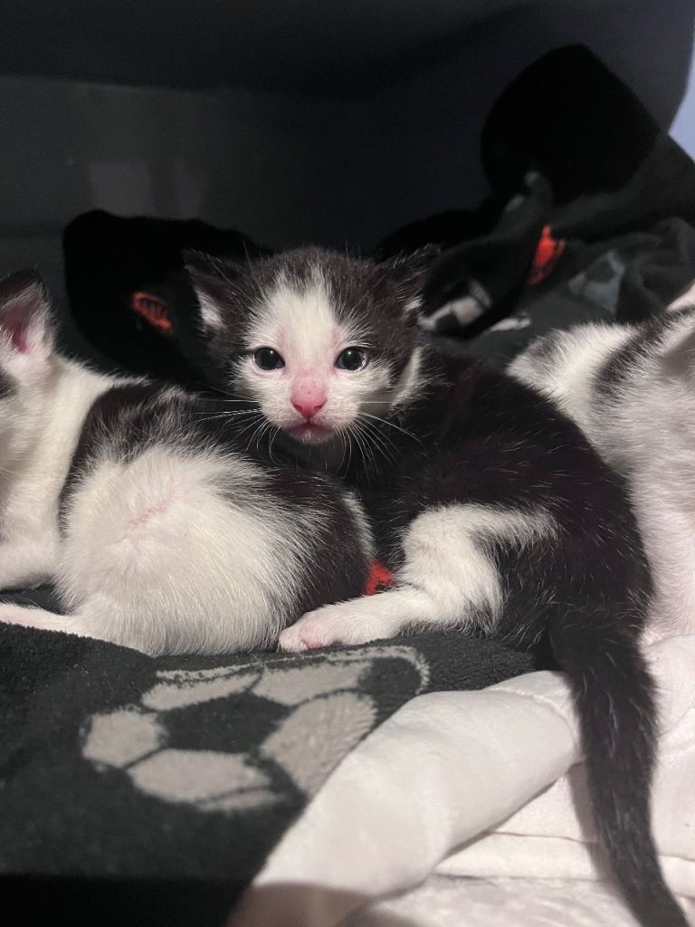 Beautiful kittens for sale 