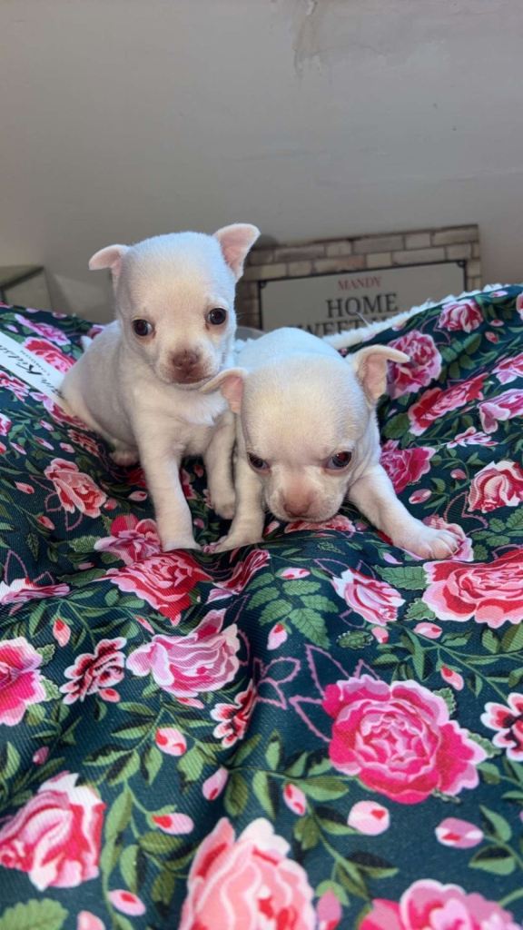 Adorable Chihuahua Puppies for Sale