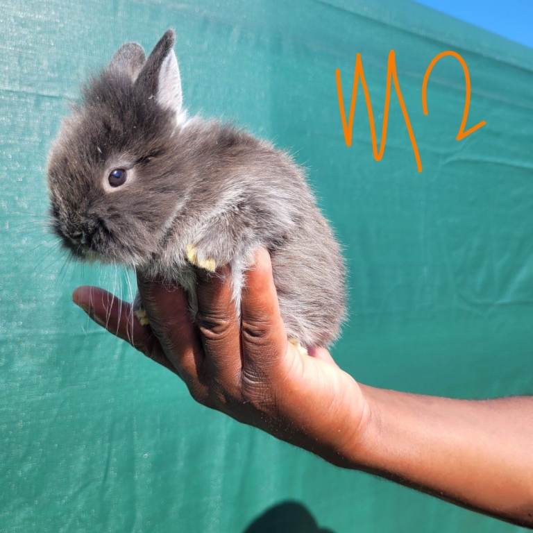 Netherlands dwarf  & mini lop 