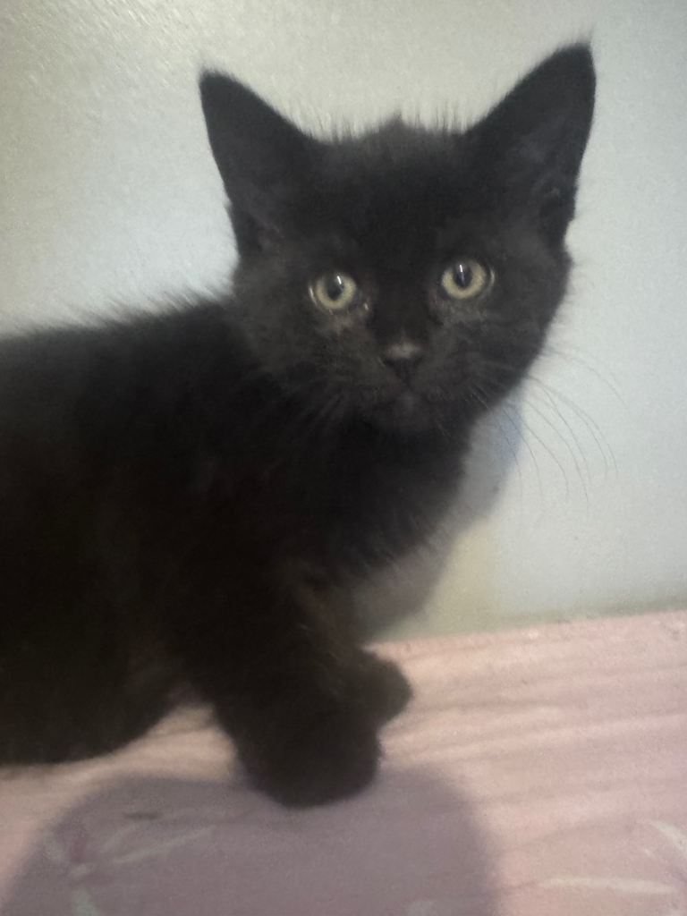 Female kitten ready to leave now 