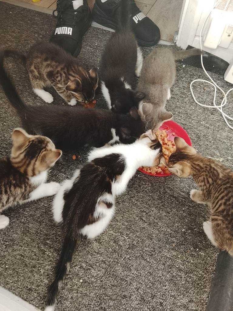 Kitten's for sale 