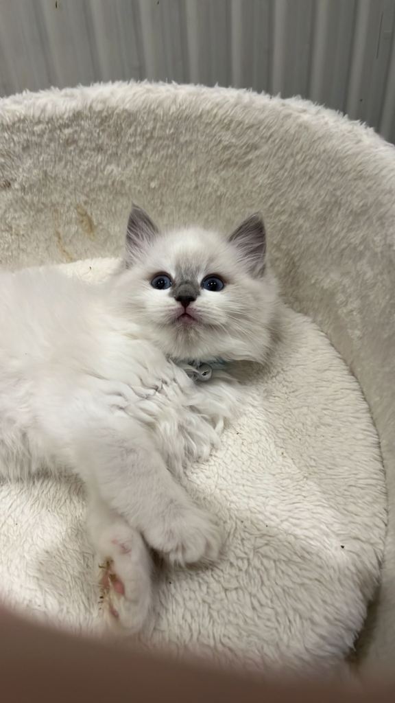 PURE BLUE POINT RAGDOLL KITTENS - 1 BOY 2 GIRLS LEFT