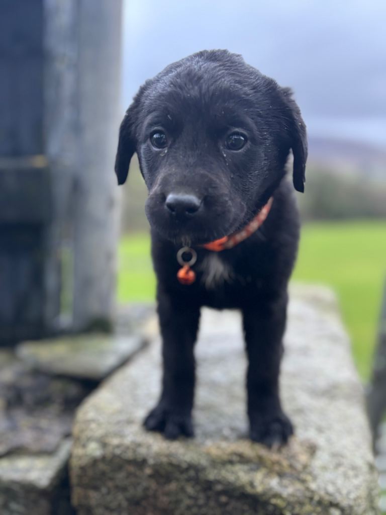 Puppies looking forever post code 