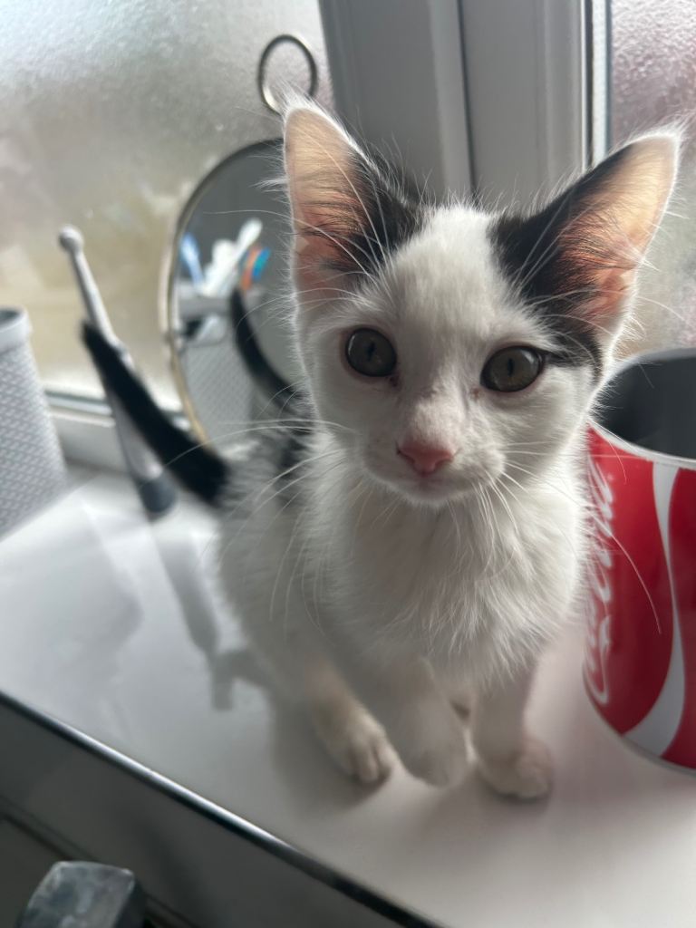 2 male kittens now both pending 