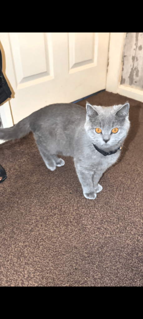 Chico (British shorthair)