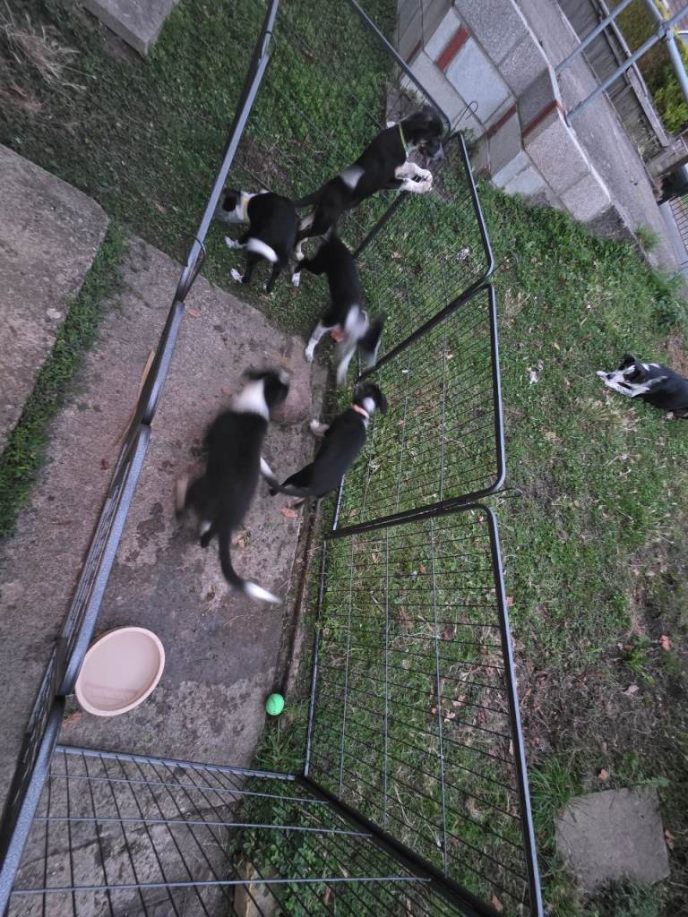 Border collie puppies x3
