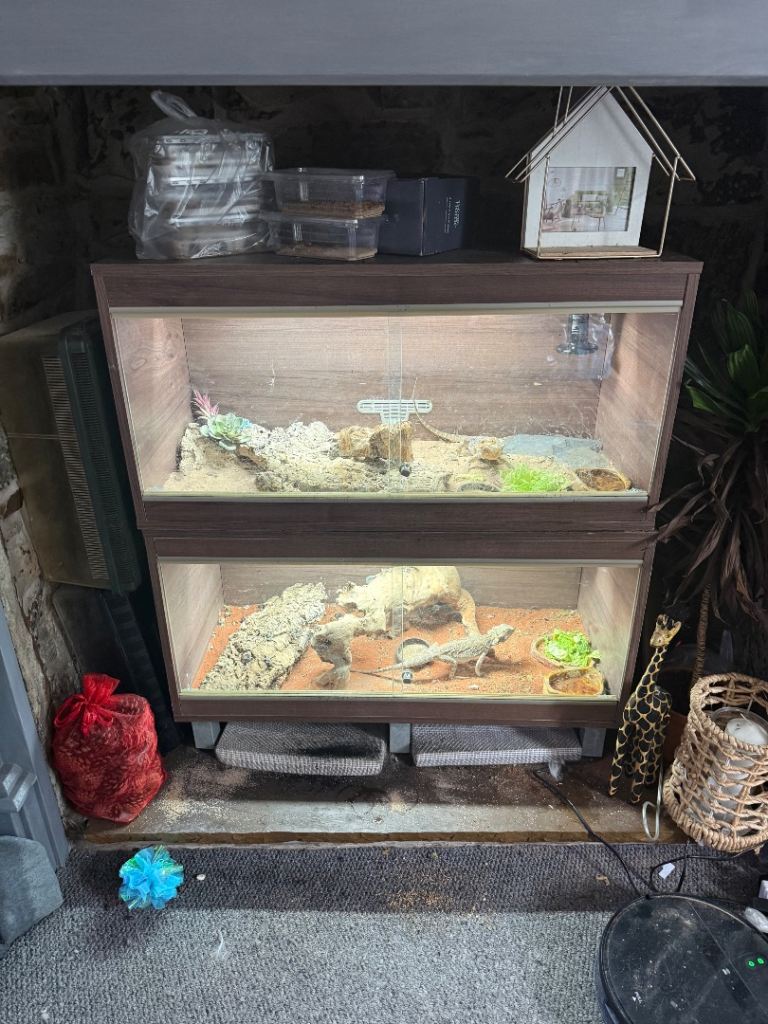 Vivexotic two tier Bearded dragon Vivariums 