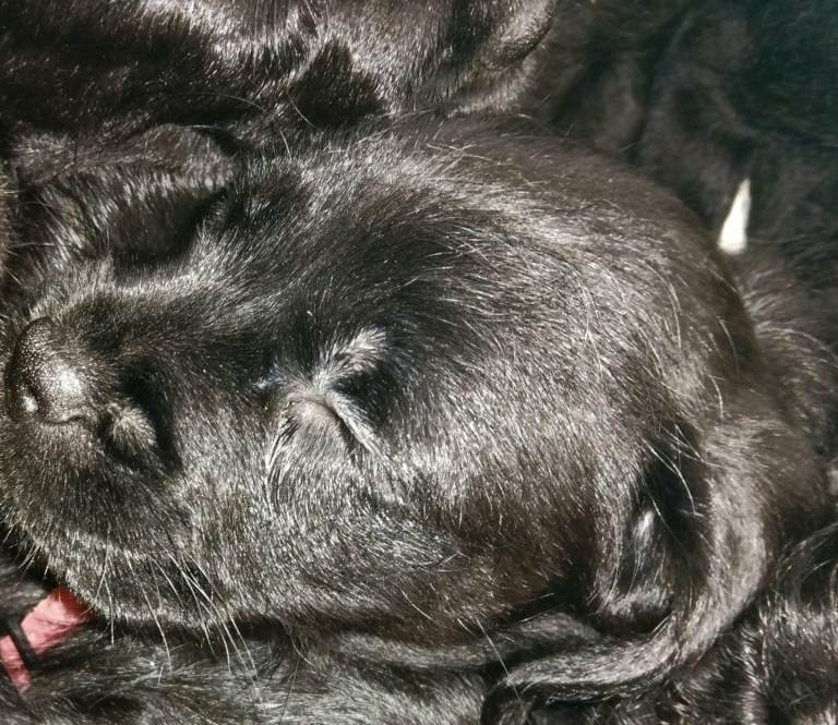 Miniature poodle cross frech bulldog puppies 