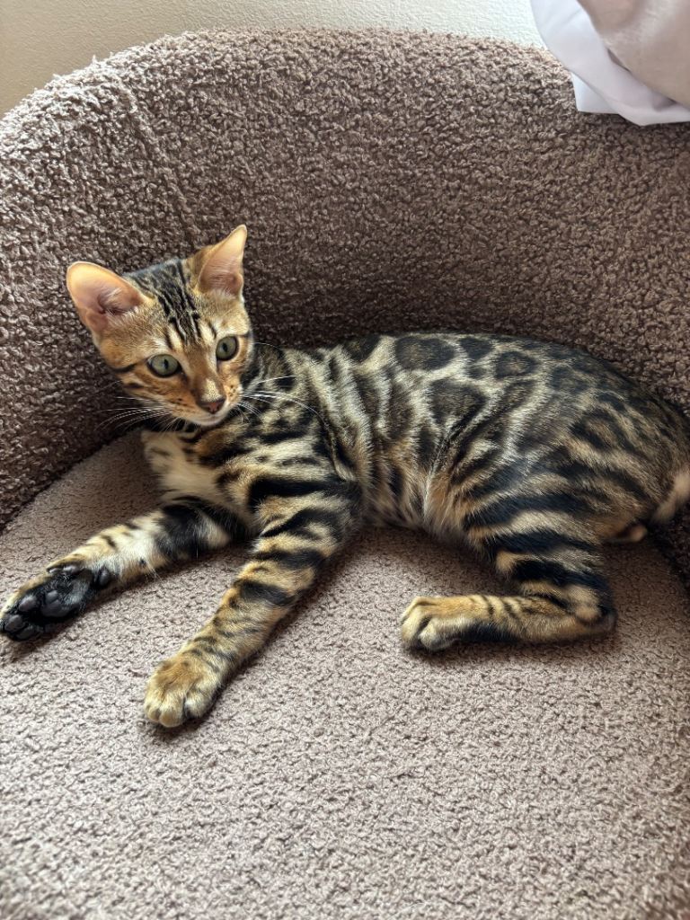 TICA registered female Bengal kitten 