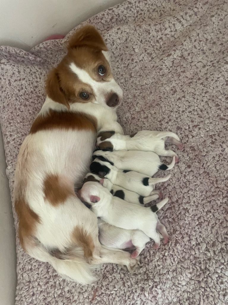 3/4Jackrussel x 1/4chiuhaha