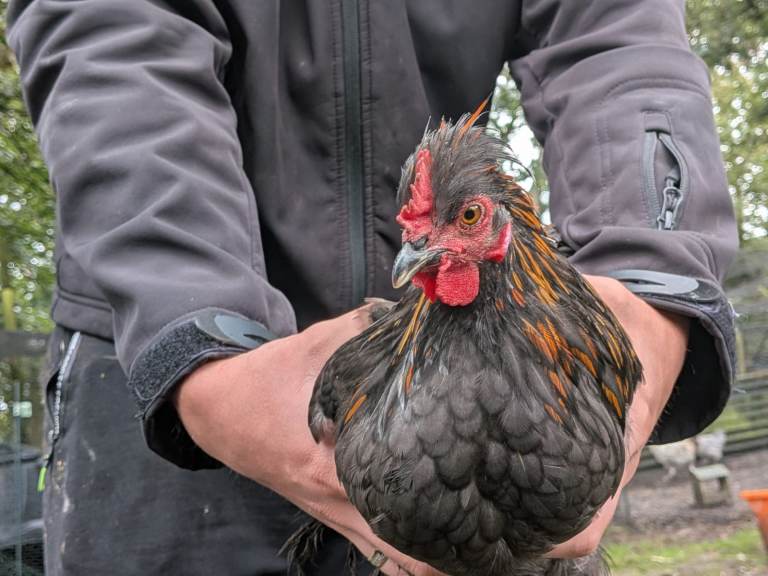 3 pekins cockerels for sale 