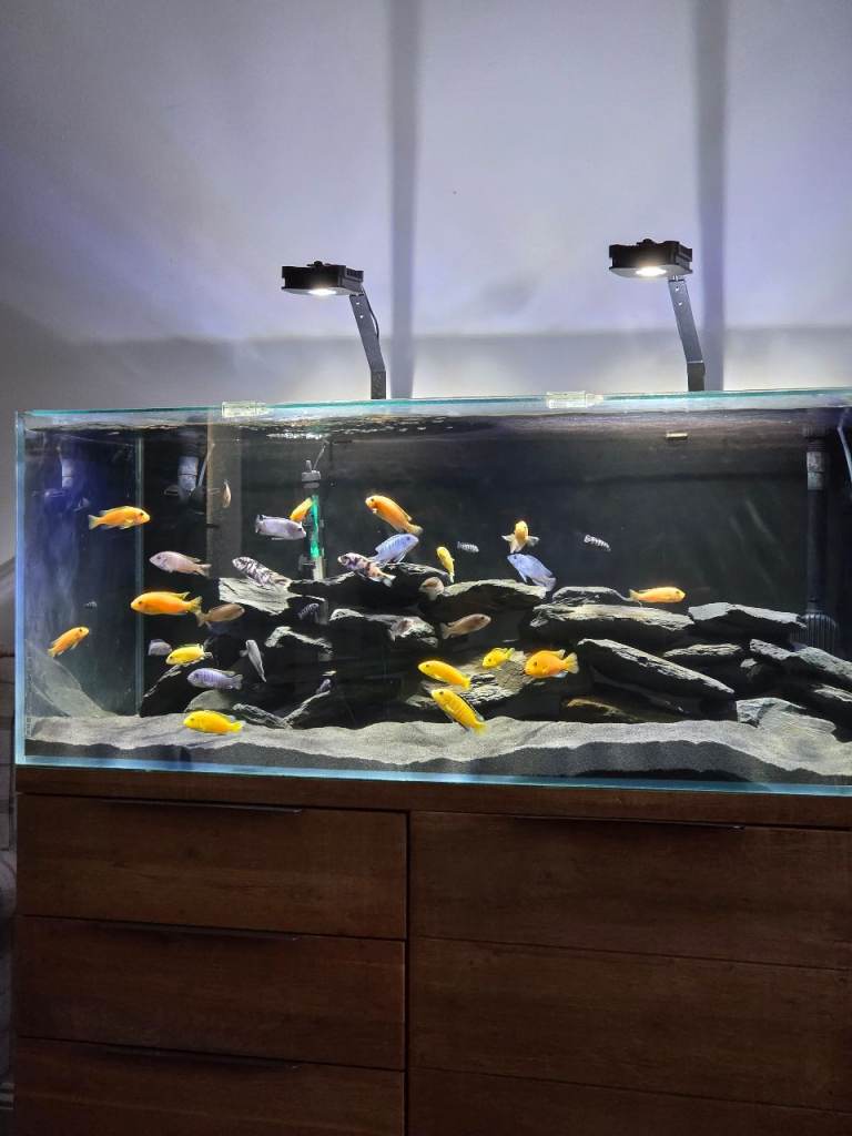 Custom made flsh tank full set up