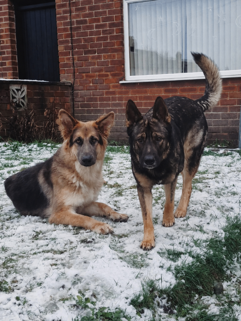 German shepered puppies