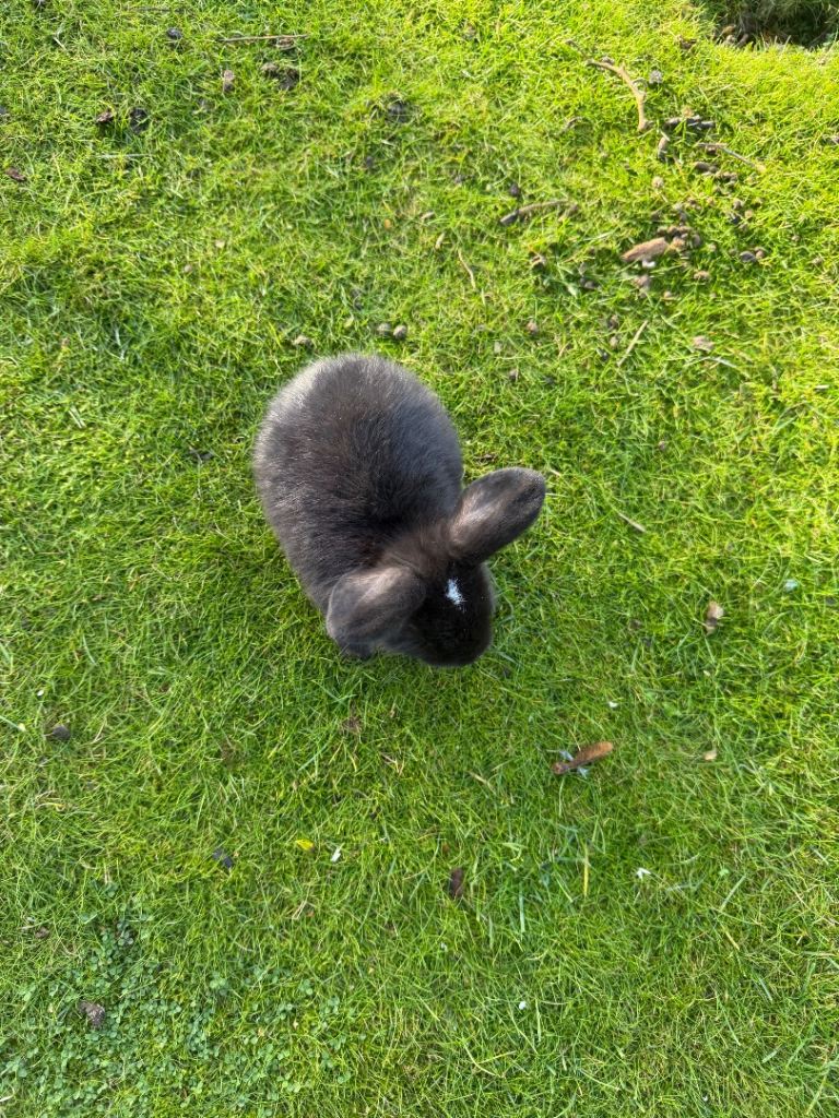 Baby Rabbits bunny – Lion head x Holland Lop Mix