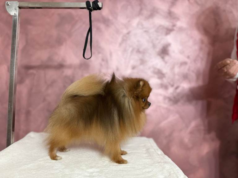 ⭐ Luxury Pedigree Pomeranian Male – Extra Small – 14 Months – 2 kg ⭐