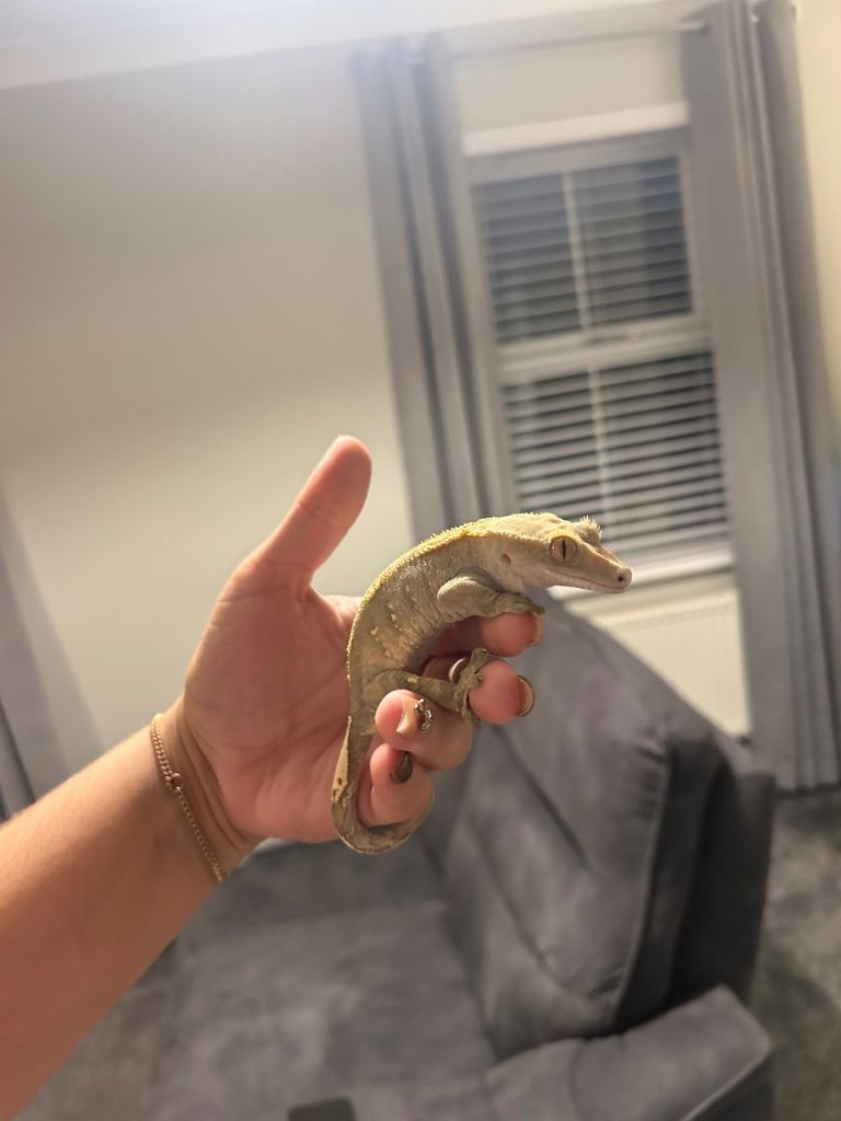 Crested gecko complete with vivaruim and all accessories. 