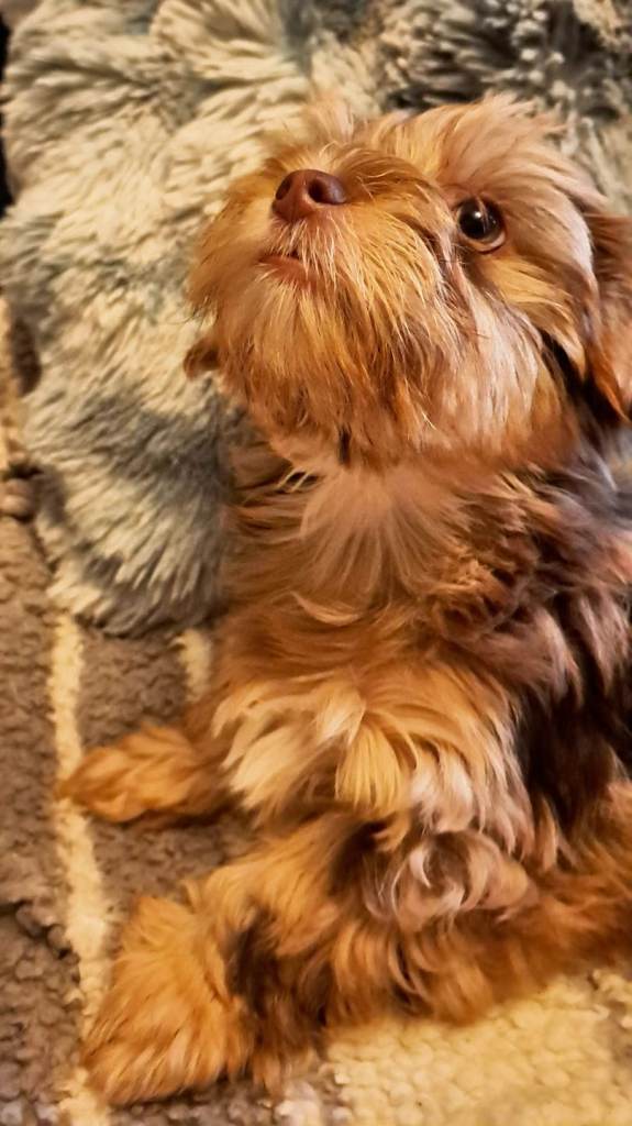 Yorkshire Terrier-Merle puppies Glasgow 