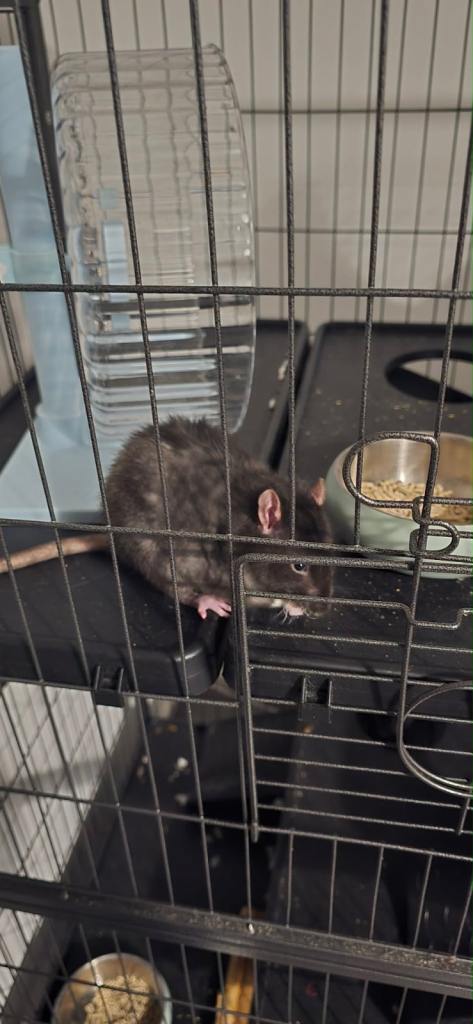 Pets rats with cage and accessories 